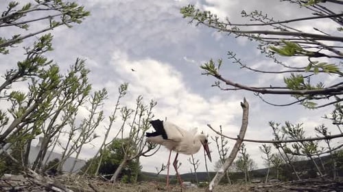 Der Storch, der sich vor einem anderen Vogel schützt