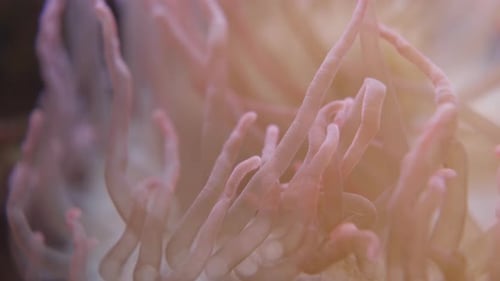Macro Footage of Slowly Swaying Tentacles of Corkscrew Tentacle Sea Anemone or Macrodactyla