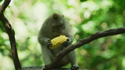 A long-tailed macaque eating corn, Sacred Monkey Forest