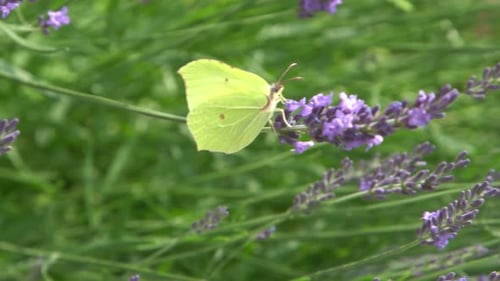 Purple Lavender Flowers Flower in the Field Nature Background Grow a Fragrant Plant in the Garden