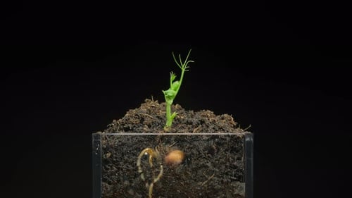 Section view of nature growth process as seeds germinate and sprout into small plants.