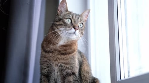 Gestreifte Hauskatze im Porträt, sitzt auf der Fensterbank und schaut zu Hause aus dem Fenster