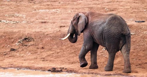 Single Elephant Wandering Near River In Aberdare National Park, Kenya Africa. Close Up