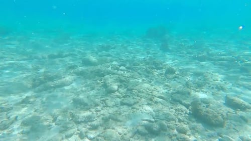 Seafloor underwater in the Riviera Maya, Mexico