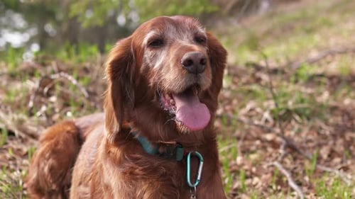Cute Brown Dog Red Irish Setter is Resting in The Forest