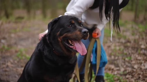 Woman Pets Rottweiler Dog Outdoors in Nature