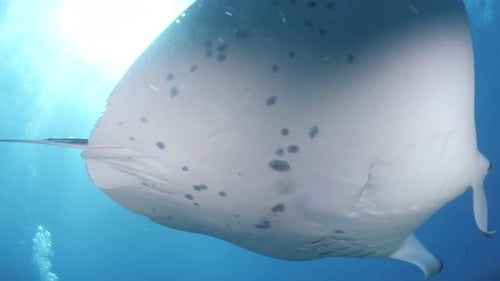 Magnificent Manta Ray Gliding in the Ocean Depths