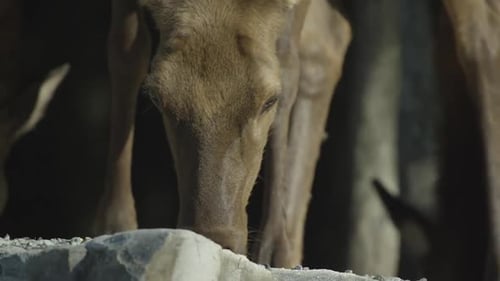 Faune canadienne - Vue rapprochée d'un cerf mangeant un troupeau