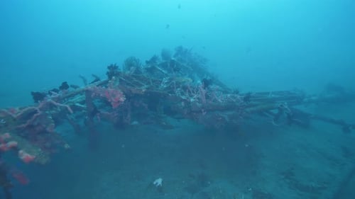 Coral Reef Forests in Marine Environment of Philippines