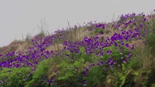 Wild Violets grass fields beautiful purple flowers magical fairytale effect