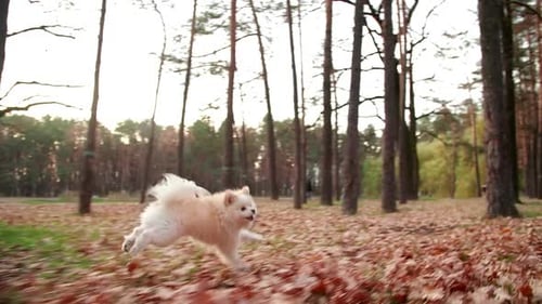 Happy Dog Runs Through Autumn Park Leaves