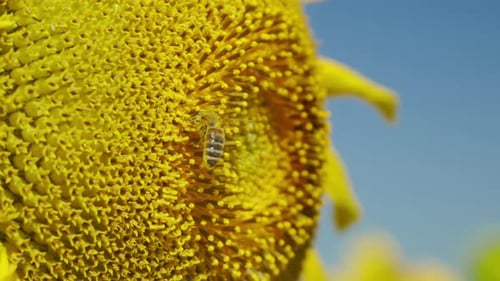 Close-up of a vibrant yellow sunflower with a bee, set against a bright summer