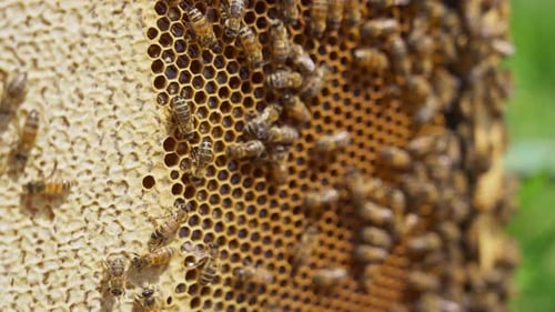 Bee swarm on top of the honey frame. Full honey comb with half of the cells sealed.