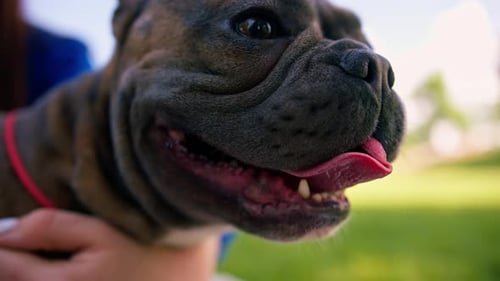 Kleine süße französische Bulldogge, lächelnde Tierporträt des Besitzers, streichelt und lobt für gutes Benehmen