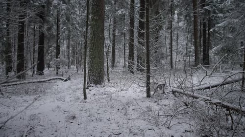 Snow Covered Forest Ground, Bare Trees, Winter Scene