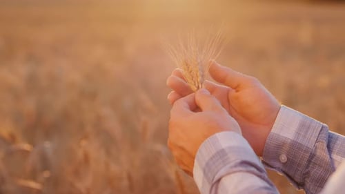 Farmer's Hands Studying the Ears of Wheat Crop Quality Control