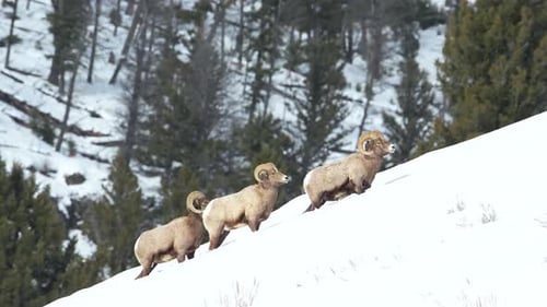 Bighorn sheep crossing snowy hill in Yellowstone National Park winter.