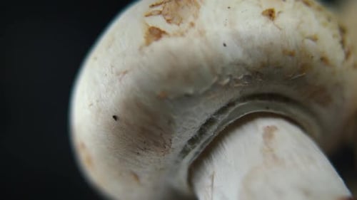 Vidéo de rêve d'un tas de champignons, de champignons RAW détaillés, de calottes blanches réfléchies, en rotation