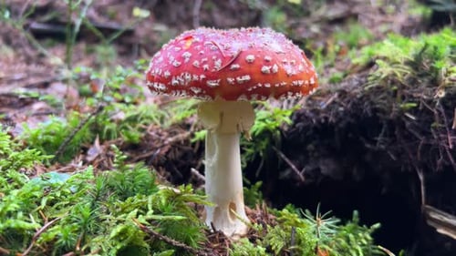 Toadstool Poisonous Hallucinogenic Mushrooms Red Mushroom in the Grass Close Up Inedible Mushrooms