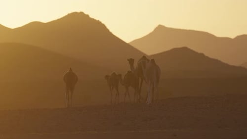 Camels Walking Through Desert at Sunset