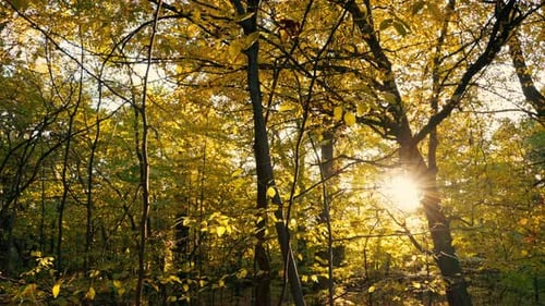 The Sun's Rays Shine Through the Autumn Leaves of the Trees in the Park