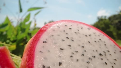 Close View of Sliced Dragon Fruit With White Flesh and Black Seeds Against Green Leaves and Blue Sky
