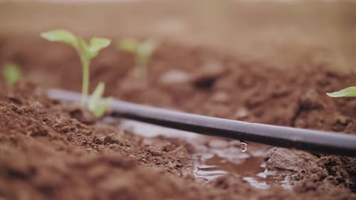 Automatic Drip Irrigation System Watering Young Green Seedlings in an Agricultural Field