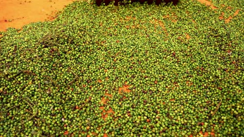 Close up of a rake spreading harvested pepper, peppercorn production process in rural area