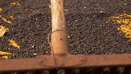 Close up of black pepper production on the countryside, spices production in the rural area concept