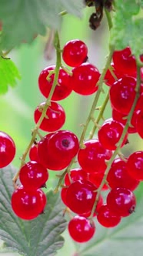 Ripe Red Currant at the Garden Closeup Vertical Footage