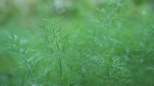 Dill Creates Picturesque Sight in Backyard with Its Delicate Fronds