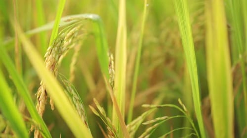 Rice Plant Close-Up