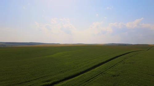 Vue aérienne du paysage de champs agricoles verts avec des cultures en pleine croissance pendant un été radieux