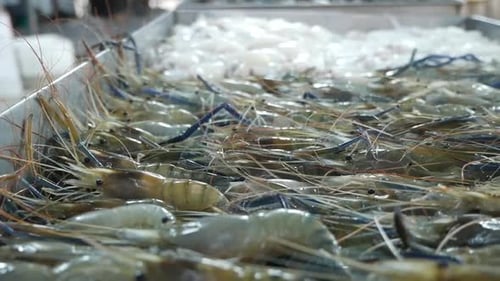 Various Kind of Raw Seafood, Close Up