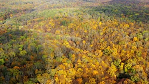 Aerial view of yellow autumn forest. Colorful landscapes of seasonal nature.
