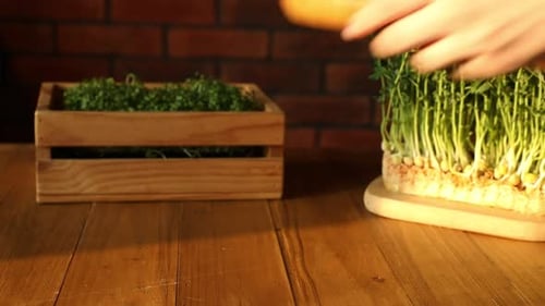 Microgreens on Wooden Table With Brick Wall Background