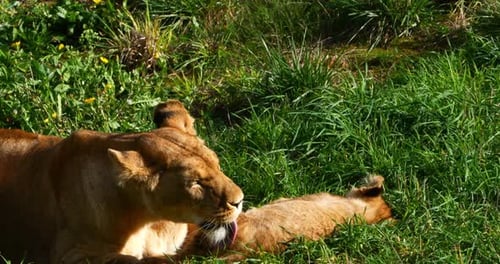 African Lion, panthera leo, Female Licking its Cub, Real Time 4K