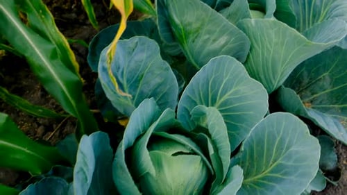 Cabbage Harvest in the Garden Selective Focus
