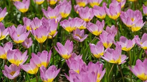 Blooming Tulips Flowerbed in Keukenhof Flower Garden Netherland