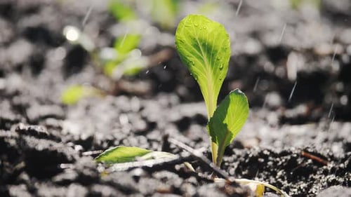 Camera Movement Along a Garden Bed of Young Seedlings