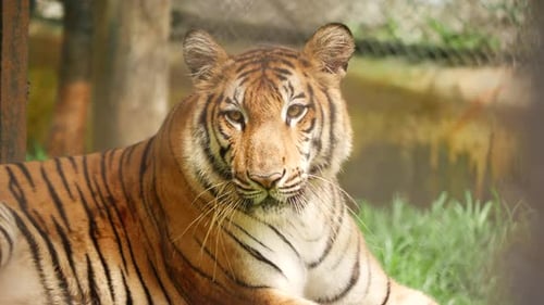 Vista frontal de media carrocería Tiger