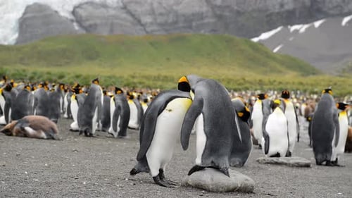 Majestic King Penguins Gather in Natural Habitat