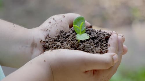 boy holding a green plant Caring for environment. Gardener on plantation plants sprouts in soil In p