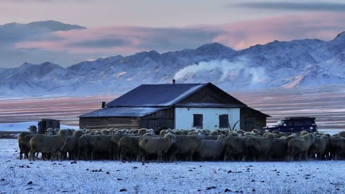 Sheep Gathering Around a Mongolian Yurt at Dawn in Winter