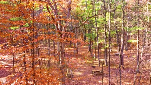 Picnic table nestled in autumn forest revealed by aerial fly-through foliage