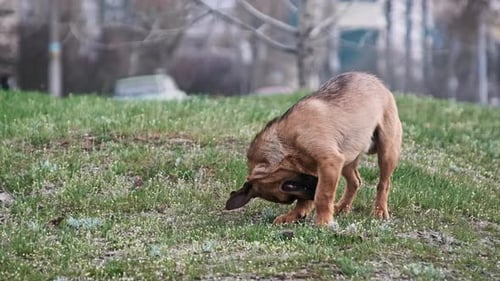 Streunender Hund kratzt sich mit seiner Pfote im Gras im urbanen Hintergrund am Ohr