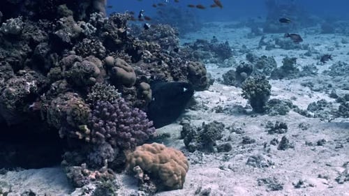Apex Predator: Giant Moray Eel in Red Sea Coral Crevice