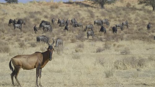 Kuhantilope (Alcelaphus buselaphus caama) blickt mit einer Gnusherde (Connochaetes) in die Kamera
