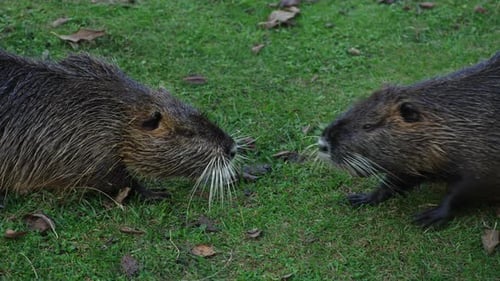 Duas Grey Nutria cheiram uma à outra e depois uma delas vai embora. O animal também é chamado de coypu
.