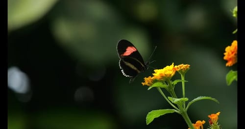Schmetterling bestäubt eine Blume, Flügelschlag, Zeitlupe 4K